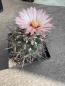Preview: Coryphantha poselgeriana